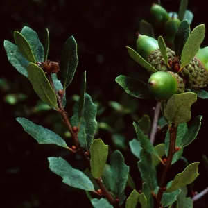 Quercus pacifica, Blackjack Campground