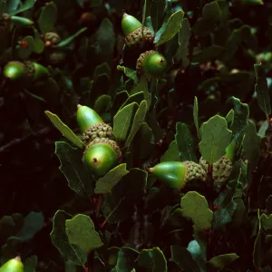 Quercus pacifica, Blackjack Campground, Catalina Island