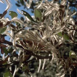Cercocarpus traskiae, Wrigley Garden, Catalina Island