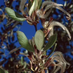Cercocarpus traskiae, Wrigley Garden, Catalina Island