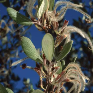 Cercocarpus traskiae, Wrigley Garden, Catalina Island