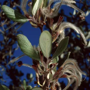 Cercocarpus traskiae, Wrigley Garden, Catalina Island