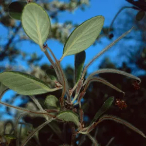 Cercocarpus traskiae, Wrigley Garden, Catalina Island