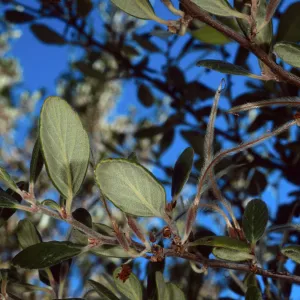 Cercocarpus traskiae, Wrigley Garden, Catalina Island