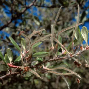 Cercocarpus traskiae, Wrigley Garden, Catalina Island