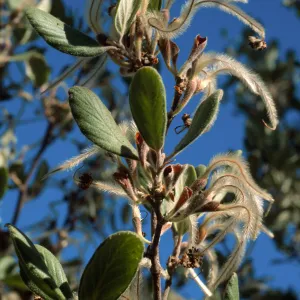 Cercocarpus traskiae, Wrigley Garden, Catalina Island
