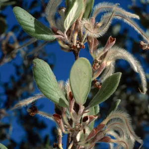 Cercocarpus traskiae, Wrigley Garden, Catalina Island