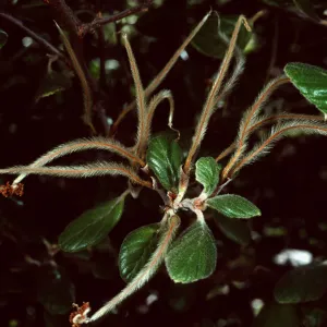 Cercocarpus traskiae, Wrigley Garden, Catalina Island