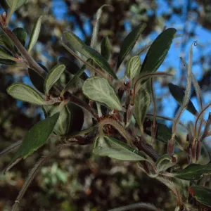 Cercocarpus traskiae, Wrigley Garden, Catalina Island