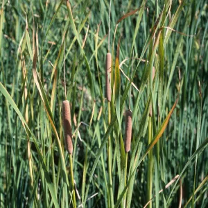 Typha, Santa Ynez River