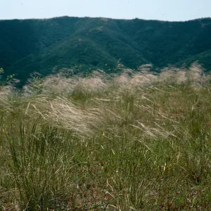 Santa Cruz Island, Stipa cernua, Valley Peak area