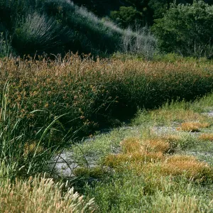 Santa Cruz Island, Scirpus, mouth of Cañada del Puerto