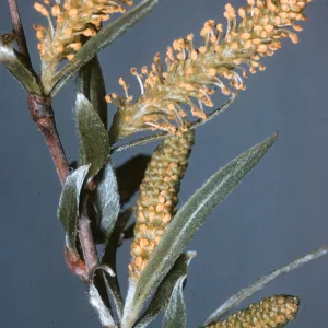 Salix exigua, Tilden Park, Berkeley, California, M 914, 9146