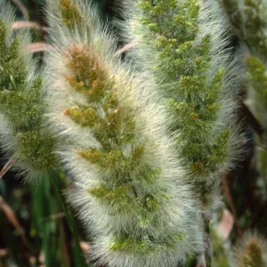 Polypogon monspeliensis, Santa Catalina Island, Thompson Reservoir,