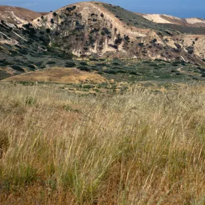 Stipa pulchra, Santa Cruz Island, Loma Pelona