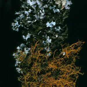 Lichens: Parmotrema chinense (Grey), Teloschistes flavicans (orange), on Quercus tomentella, Santa Rosa Island, Black Mountain