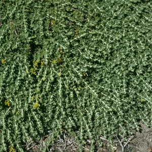 Isocoma menziesii sedoides, Santa Cruz Island, Fraser Point