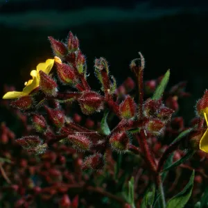  Helianthemum greenei, Santa Cruz Island, road to South Ridge from ranch,