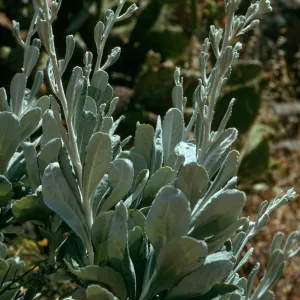 Haplopappus detonsus, Santa Cruz Island, ridge East of Cottonwood Canyon