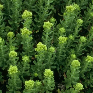 Haplopappus venetus, San Nicolas Island