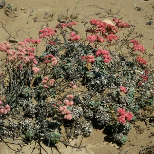 Eriogonum grande rubescens, Santa Cruz Island