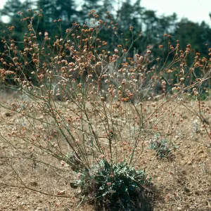 Eriogonum grande, Santa Cruz Island