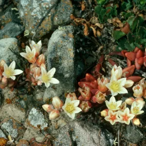 Dudleya nesiotica, Santa Cruz Island