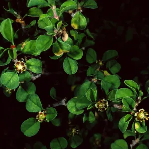 Euphorbia misera, Santa Barbara Botanic Garden 