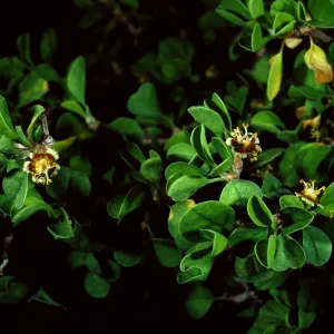  Euphorbia misera, Santa Barbara Botanic Garden