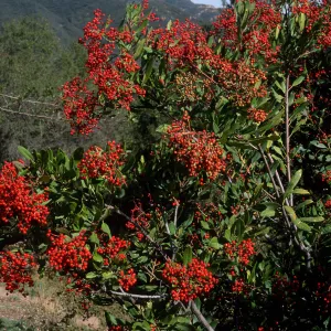Heteromeles arbutifolia