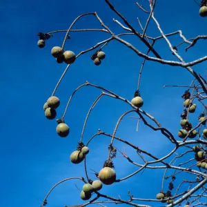 Aesculus californica, Santa Barbara Botanic Garden