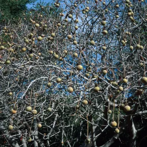 Aesculus californica, California Buckeye, Santa Barbara Botanic Garden