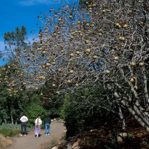 Aesculus californica, California Buckeye, Santa Barbara Botanic Garden