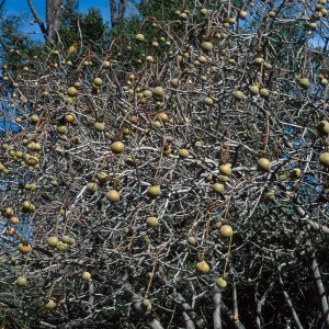 Aesculus californica, California Buckeye, Santa Barbara Botanic Garden
