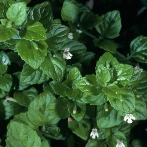 Satureja douglasii, Lompoc 