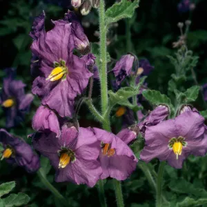 Solanum xantii, San Roque Canyon