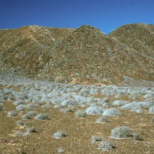 Frankenia on flats, West San Benito Island, North side hills