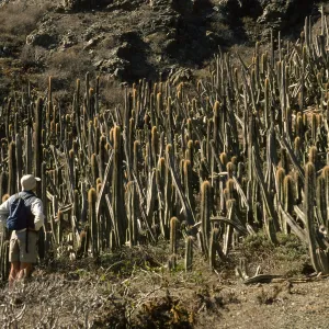 East San Benito Island, Lophocereus
