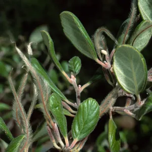 Cercocarpus traskiae, Catalina Island, Wrigley Garden