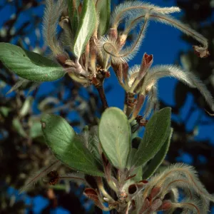 Cercocarpus traskiae, Catalina Island, Wrigley Garden