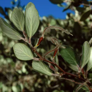 Cercocarpus traskiae, Catalina Island, Wrigley Garden