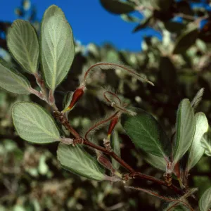 Cercocarpus traskiae, Catalina Island, Wrigley Garden