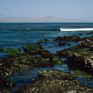 Santa Rosa Island, tide pools, near East Point