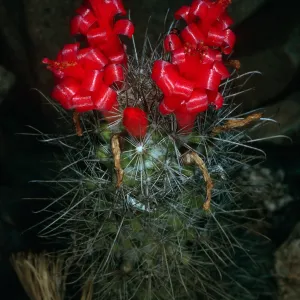 Cochemiea, Cedros Island, Cañada de La Mina