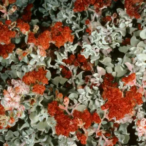 Eriogonum pondii, Cedros Island, Gran Cañon