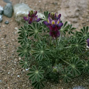 Lupinus sparsiflorus, Cedros Island, Arroyo choyal