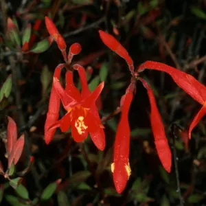  Xylonagra, Cedros Island