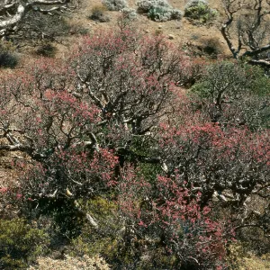 Pachycormus, Cedros Island, Gran Cañon