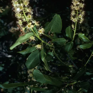 Prunus virginica demissa, trail to Rose Valley Falls