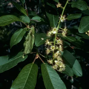 Prunus virginiana demissa, trail to Rose Valley Falls